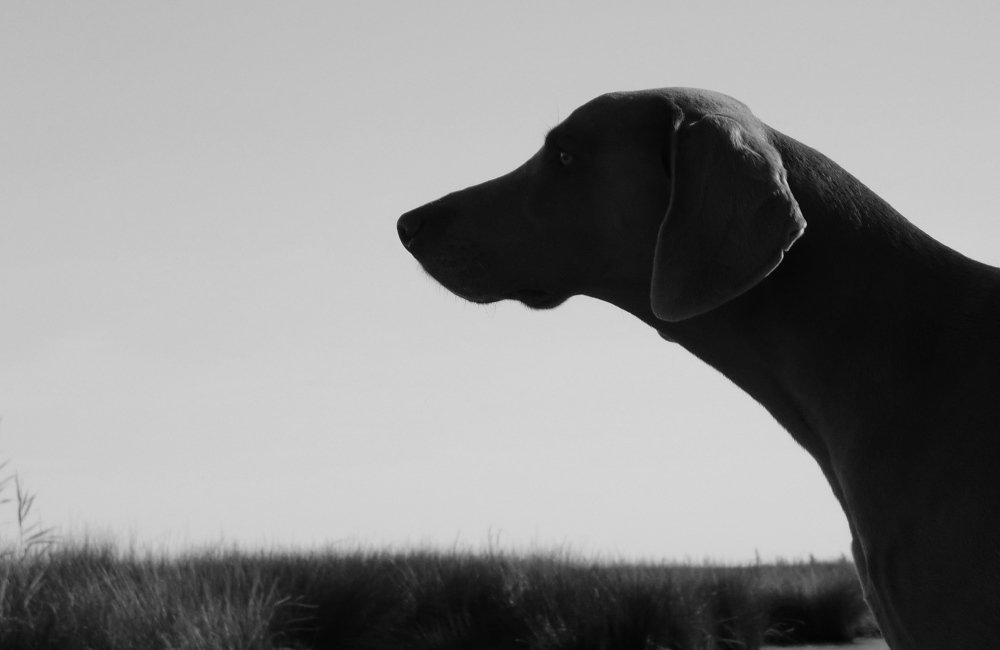 profile of a hound