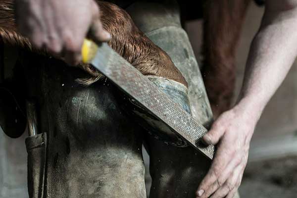 Farrier working on a horse's hoof