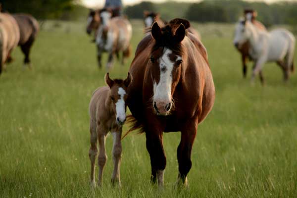 Mares and foals grazing in a field