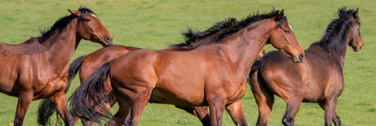 Herd of horses running through a field