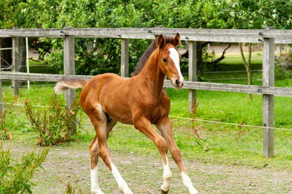 Foal running in a paddock