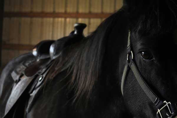 Black horse with a western saddle