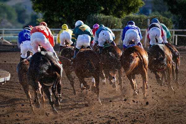 Racehorses in a race