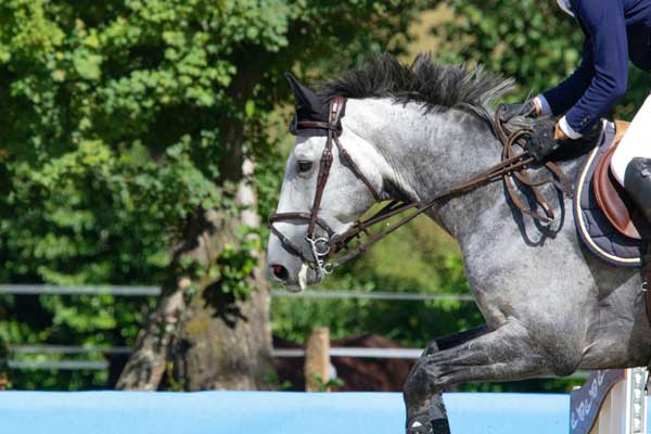 Showjumper competing in a horse show