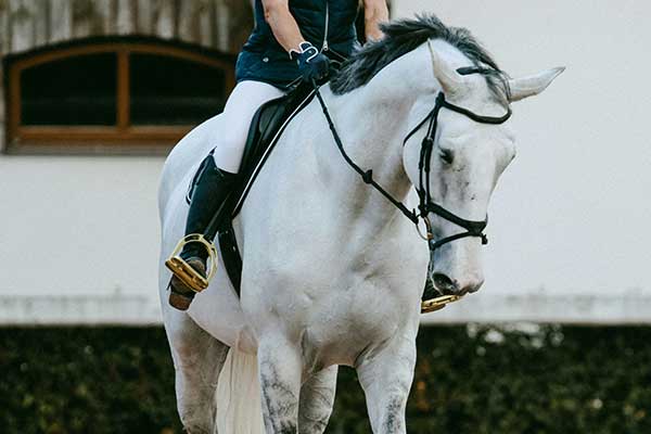 Professional dressage rider in a ring