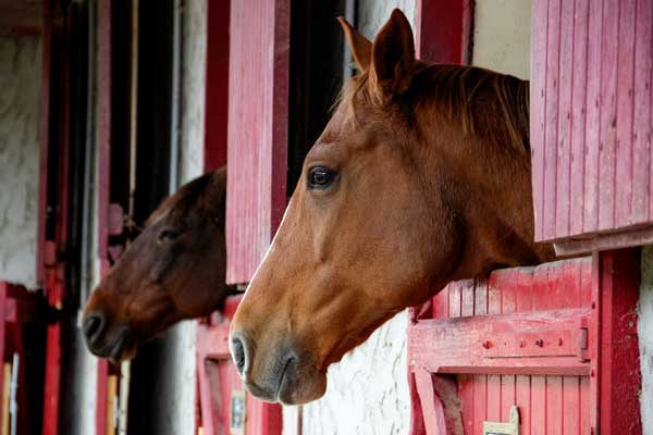 Row of horses in a boarding barn